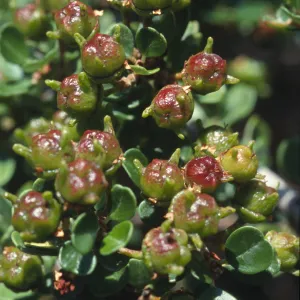 Ceanothus cuneatus var. ramulosus