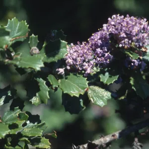 Ceanothus cuneatus var. rigidus
