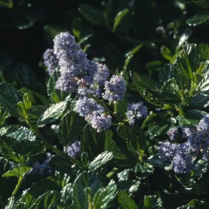 Ceanothus griseus