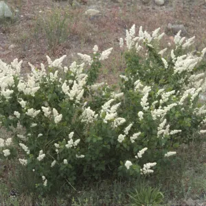 Ceanothus integerrimus