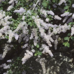 Ceanothus integerrimus