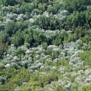 Ceanothus leucodermis