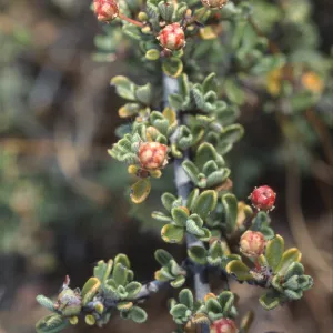 Ceanothus roderickii
