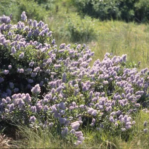 Ceanothus thyrsiflorus