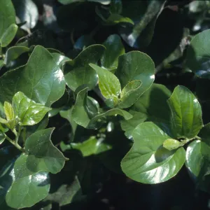 Ceanothus velutinus
