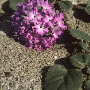 Abronia villosa