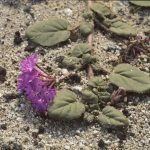 Abronia villosa