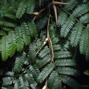 Acacia cornigera