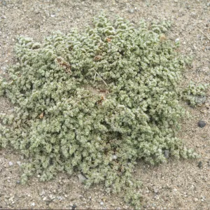 Achyronychia cooperi