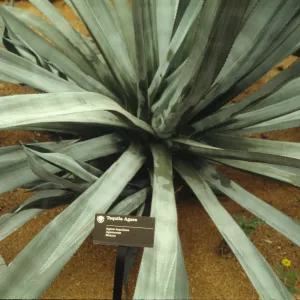Agave tequillana
