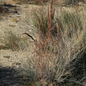 Amaranthus fimbriatus