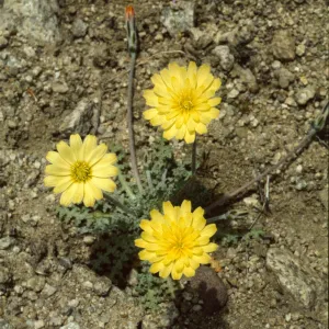 Anisocoma acaulis