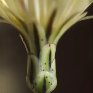 Anisocoma acaulis