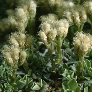 Antennaria dimorpha