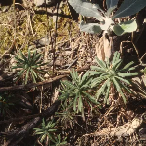 Arabis hoffmannii