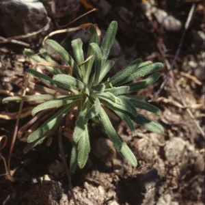 Arabis hoffmannii