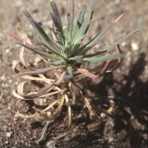 Arabis hoffmannii 16 months old