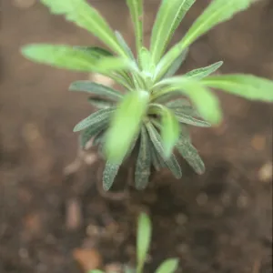 Arabis hoffmannii
