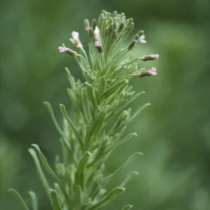 Arabis hoffmannii