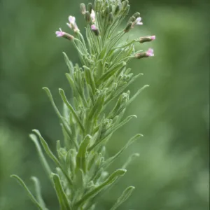 Arabis hoffmannii