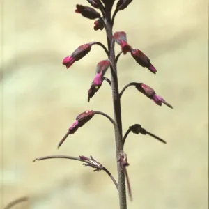 Arabis sparsiflora