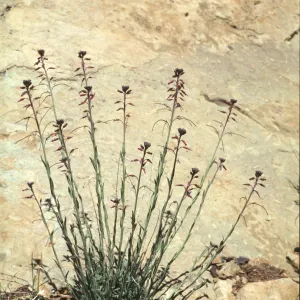 Arabis sparsiflora