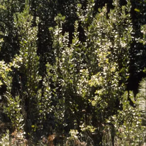 Arctostaphylos hooveri