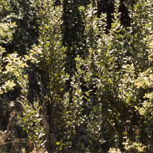 Arctostaphylos hooveri
