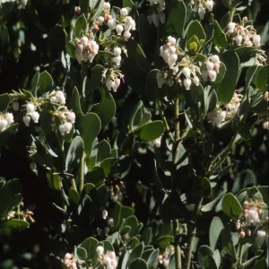 Arctostaphylos hooveri