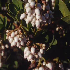Arctostaphylos insularis