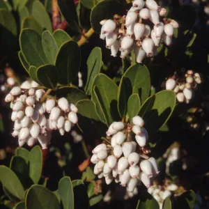 Arctostaphylos insularis