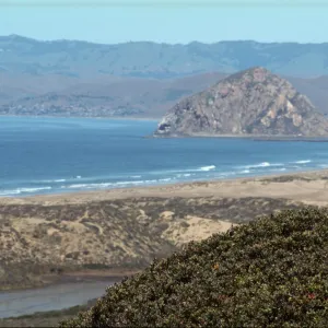 Arctostaphylos morroensis