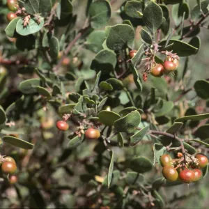 Arctostaphylos rudis