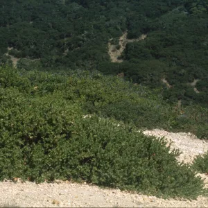 Arctostaphylos viridissima