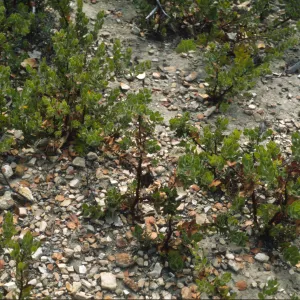 Arctostaphylos viridissima