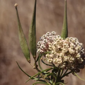 Asclepias fascicularis