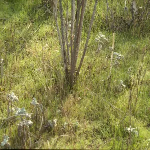 Astragalus pycnostachyus var. lanosissimus
