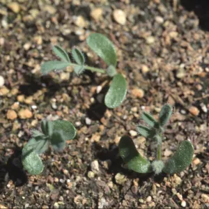 Astragalus pycnostachyus var. lanosissimus seedlings