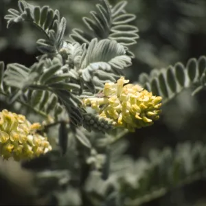 Astragalus pycnostachyus var. lanosissimus