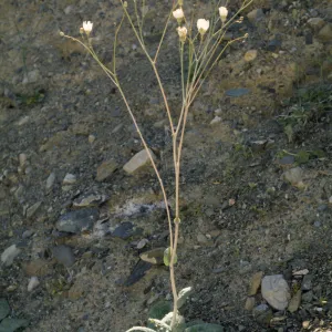 Atrichoseris platyphylla