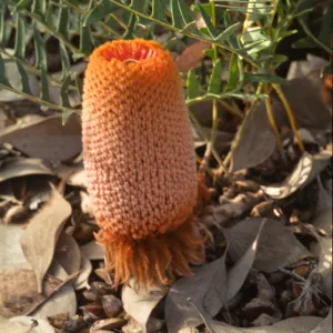 Banksia