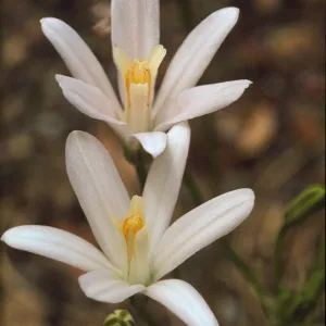 Brodiaea californica