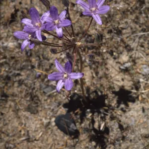 Brodiaea terrestris