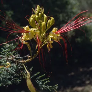 Caesalpinia gilliesii