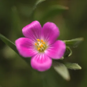 Calandrinia breweri