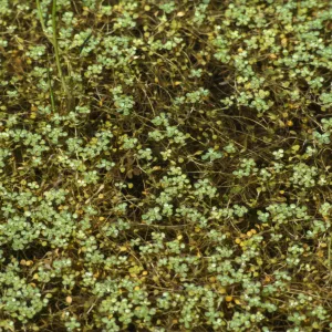 Callitriche