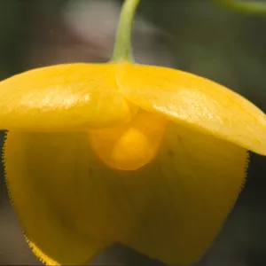 Calochortus amabilis