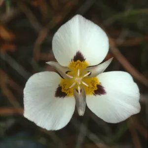 Calochortus leichtlinii