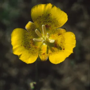 Calochortus luteus