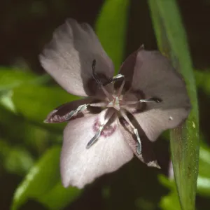 Calochortus nudus